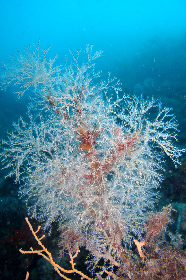 Eudendrium  